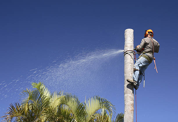 Best Tree and Shrub Care  in Spring Hill, FL