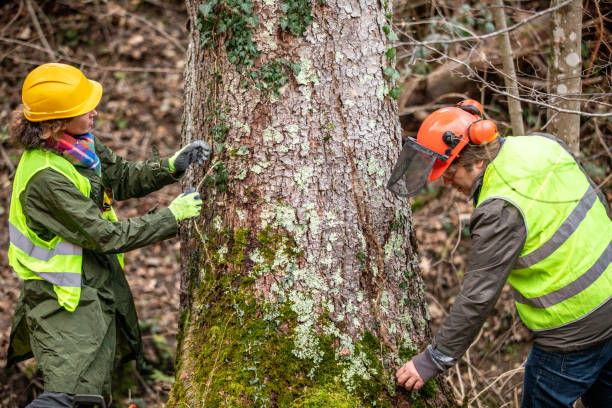 Best Root Management and Removal  in Spring Hill, FL