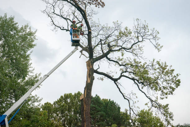 Best Fruit Tree Pruning  in Spring Hill, FL