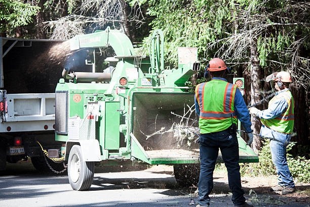 Best Tree Cabling and Bracing  in Spring Hill, FL