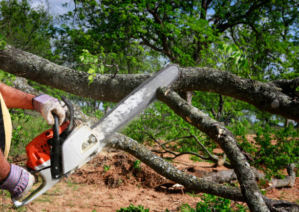 Best Leaf Removal  in Spring Hill, FL